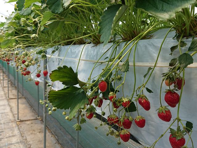 �Ԃ������������񂠂�܂�����_�X�g���x���[�t�@�[���Ό�