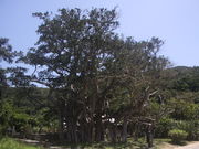 ڂԂ̐˓̃KW}̓eʐ^1