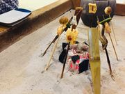 ���̂�����̓����쉷��@�����씒�_�̏h�@�R�鉮�̓��e�ʐ^1