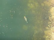 ɂ[B̈c΁ic_j̓eʐ^1