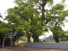 �˂�����񂳂�̔����_�Ђ̃N�X�m�L�ւ̓��e�ʐ^1