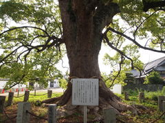 ねこちゃんさんの白鳥神社のクスノキの投稿写真3