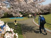 �Ђ낱����̖{�q�R�������̓��e�ʐ^1