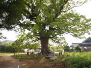 ˂񂳂̔_Ђ̃NXmL̓eʐ^2