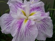 ���񂿂�񂳂�̈��g�򌴐X�ь����̃n�i�V���E�u�̓��e�ʐ^1