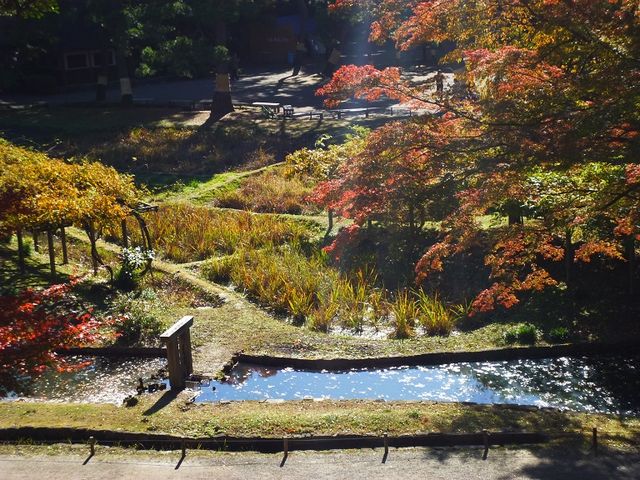 ����̓V�[�Y����_��y���̃n�i�V���E�u