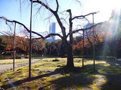 �C�I������̌�y���̃V�_���U�N���ւ̓��e�ʐ^1