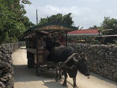 �K�X�p�`������̐����Ԋό��ւ̓��e�ʐ^1