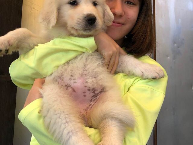 Great Pyrenees puppy_�O�������h