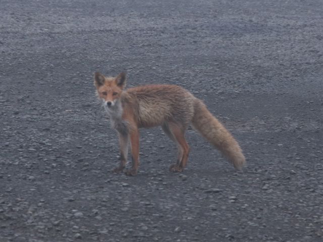 �����U���̗F_�[���z��