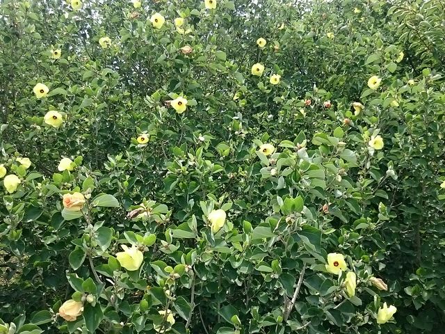 ܂܂̃n}{ĚQ̓eʐ^1