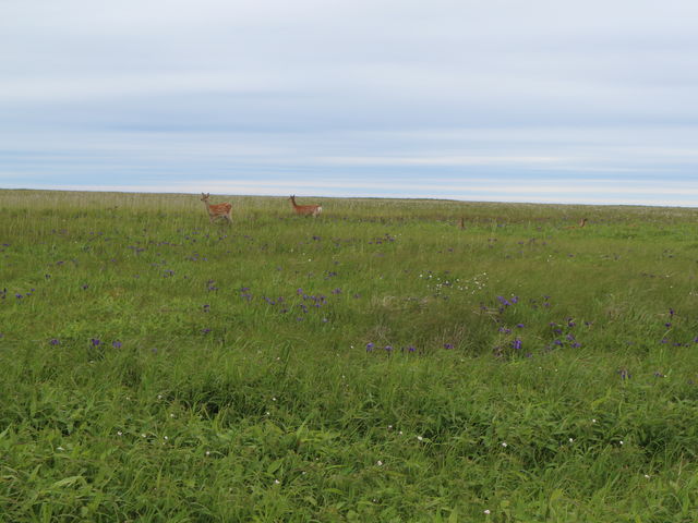 �����Ɏ��̌Q��_���Ζ�