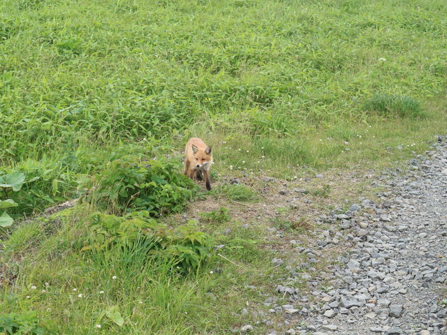 �k���˂Əo�_���Ζ�