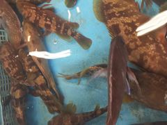 ςς΂ꂳ̂ƂƂsւ̓eʐ^1