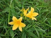 shinnjyo-chann̖~jbRELXQQ̓eʐ^1