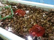 ܂܂̒}O C̉w̓eʐ^2