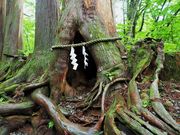 񂳂̌ˉB_Ё@Ђ̓eʐ^5