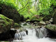 񂳂̌ˉB_Ё@Ђ̓eʐ^7