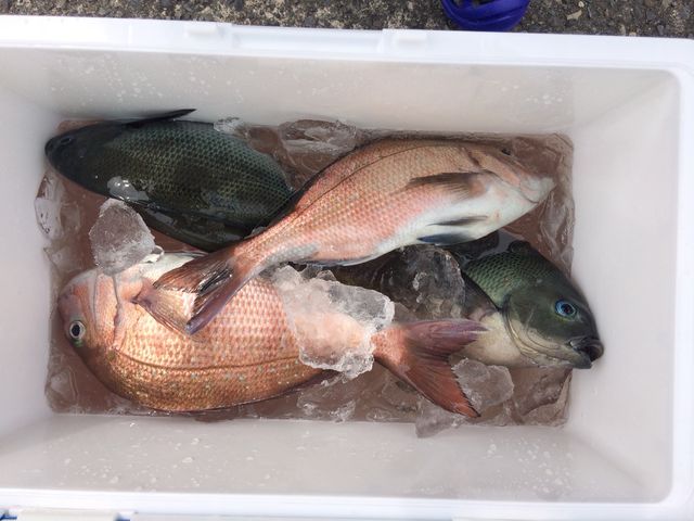 �^��2.���W�i2.����_�C��ޖx�@���ނ�̓��C