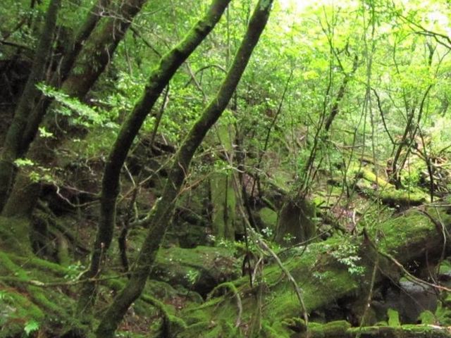 �ۂނ������͉��v���Ȃ�ł͂̕��͋C_���N�X�M�����h