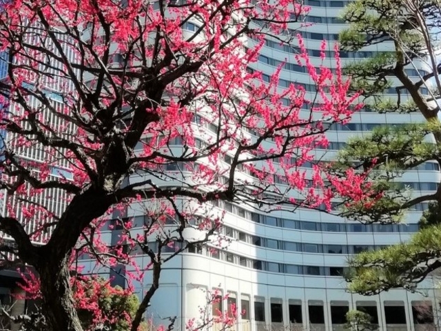 梅の花_日本庭園（ホテルニューオータニ）