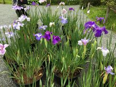 箱根湿生花園 アクセス 営業時間 料金情報 じゃらんnet