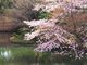 TKSさんの椿山荘 庭園の投稿写真1