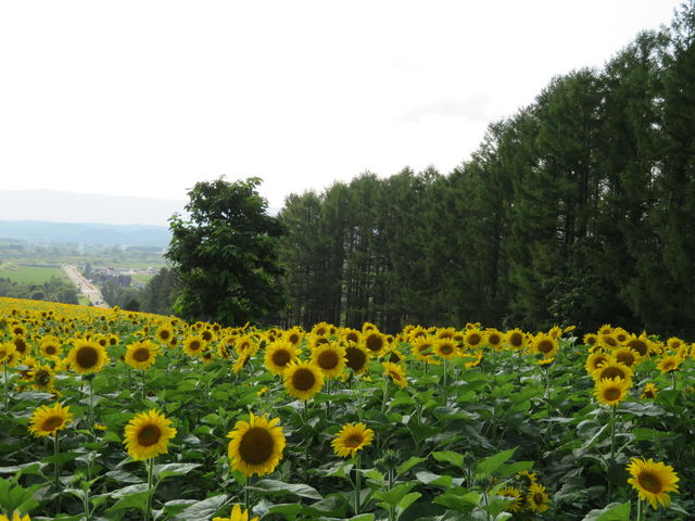 �΂̖؁X���o�b�N��_�Ȃ��Ђ܂�蔨