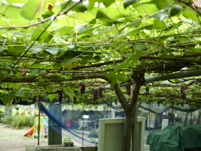 �Ԃǂ����̎ʐ^_�K�ʉ�