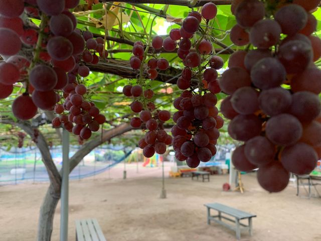 ������������Ƃ����Ԃǂ��I_�K�ʉ�