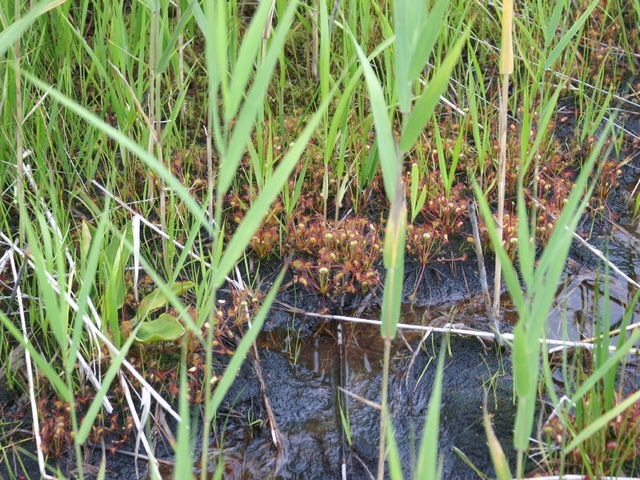 ���E�Z���S�P_�f�R������