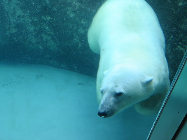 �v�[�����j���z�b�L���N�O�}_���R������