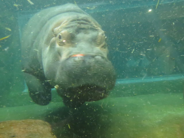 �J�o���ːi_���R������