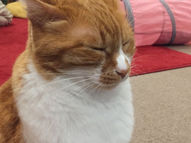 �˂ނ˂�_�~���[�L�[�Y