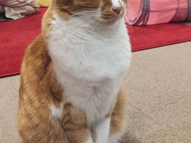 �����_�~���[�L�[�Y