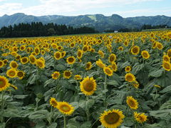 邳̒ÓЂ܂Lւ̓eʐ^1