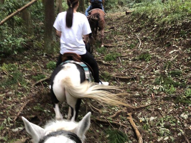 �X�̒��ł̏�n�̌�_�z�[�X�L�����v�@������