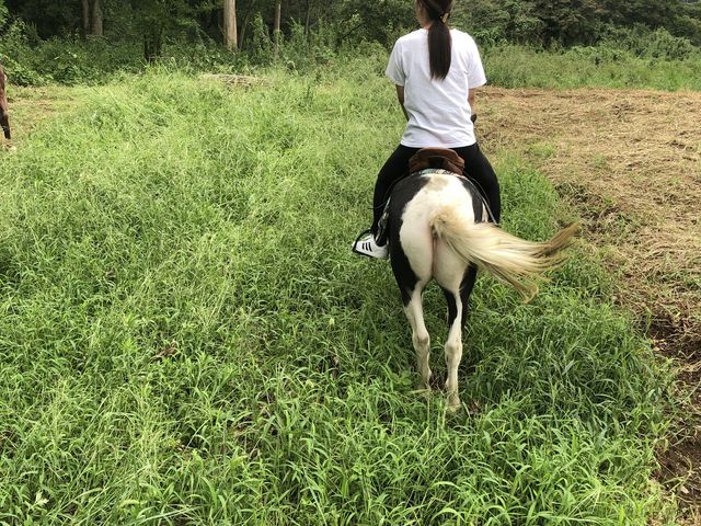 �D��ȂЂƎ�_�z�[�X�L�����v�@������