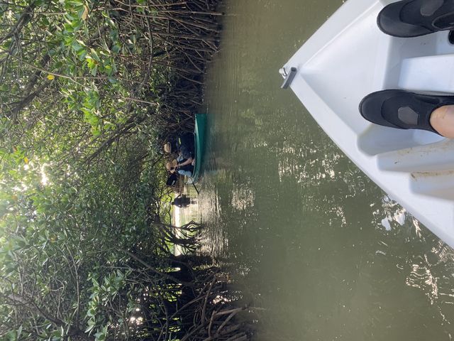 マングローブのトンネルにGO!_OHCUS石垣島