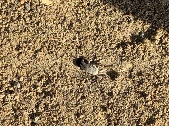 蟹!トビハゼ、も_OHCUS石垣島