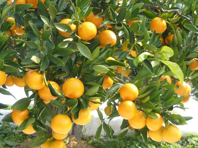 ͂瑁łBňԐlC̕ił_₷ό݂