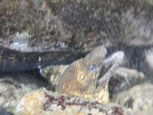 �߂��ł��ڂ��B��܂����I�I_�M�C�}�����X�|�[�c�N���u