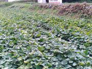 ɂ񂱂܂܂̑₢@艀̓eʐ^1