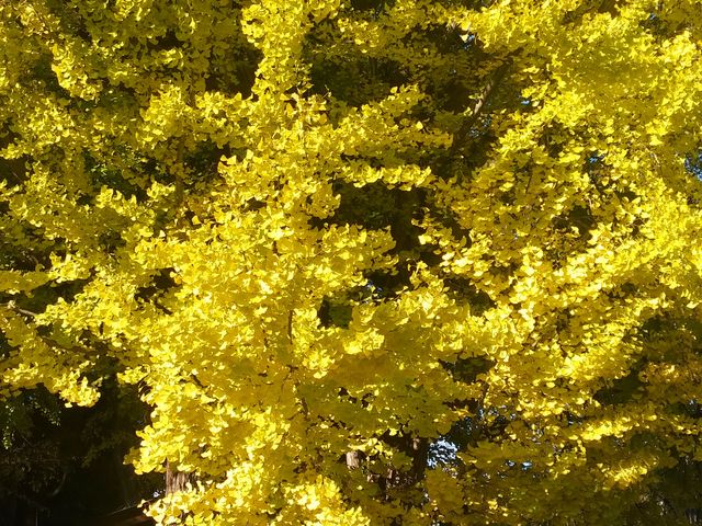 ����_�F����