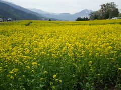 野沢温泉村の菜の花の口コミ一覧 じゃらんnet
