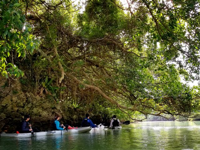 マングローブの森_OHCUS石垣島