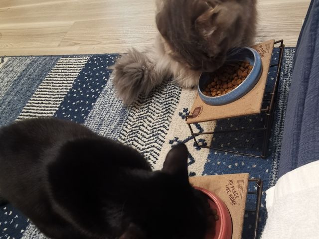 �����ۂ������̂ł��т���ё����܂���_���֓��[�i�Ƃ������Ƃ��ڂ��j