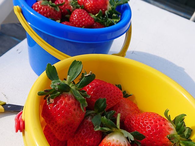 �o�P�c�����ς��̃C�`�S���������H�ׂ܂��B_�悩���񂢂���