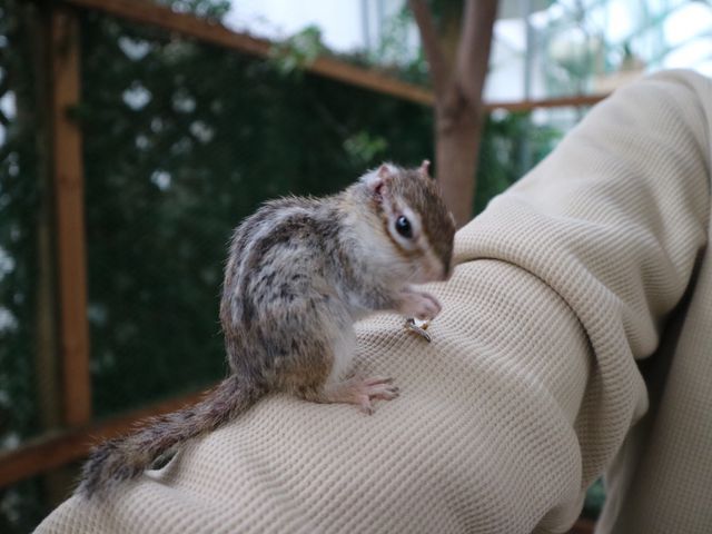 �V�}���X_�����@�Ԃ��������