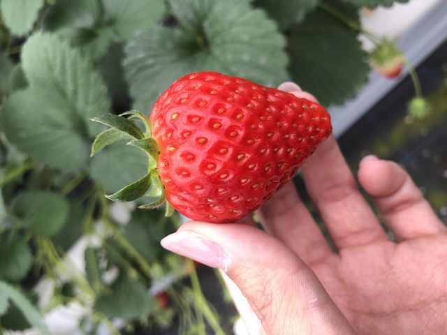 ����Ă��Ĕ�������_�n�C�t�����[�@�C�`�S�g